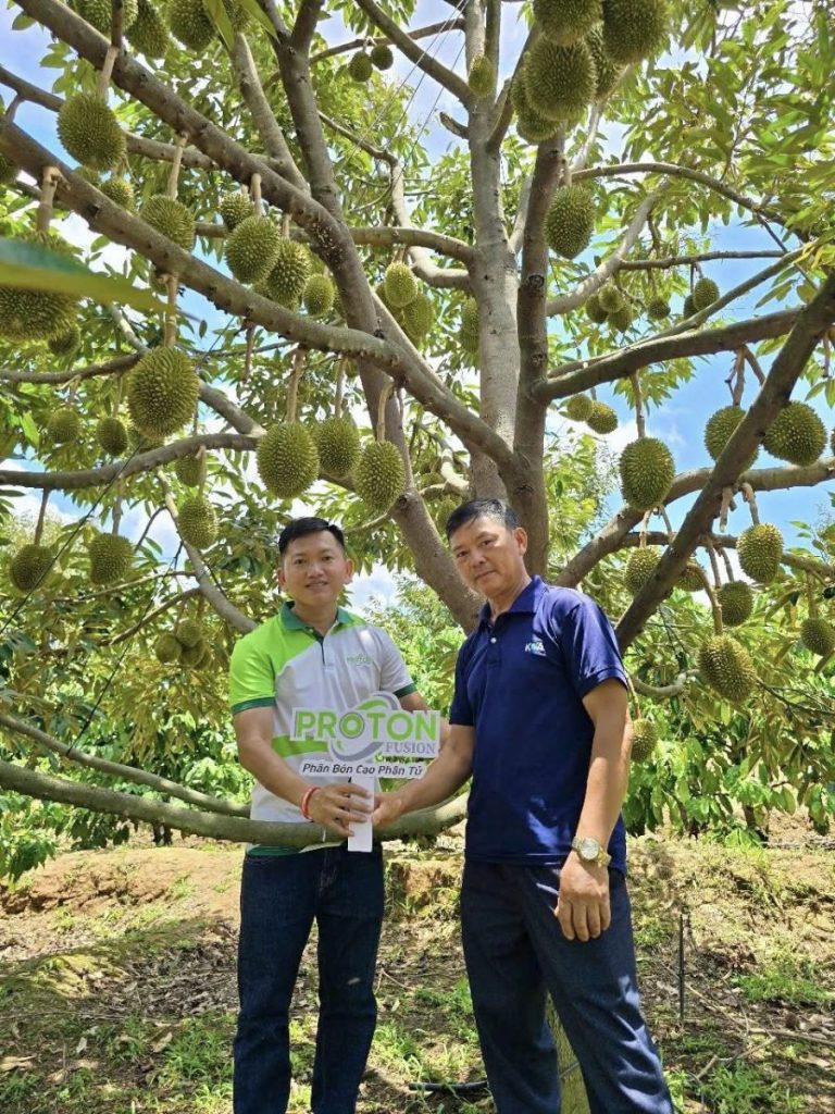 Cập Nhật Thị Trường Sầu Riêng Hôm Nay: Giá Trong Nước Và Bức Tranh Xuất Khẩu