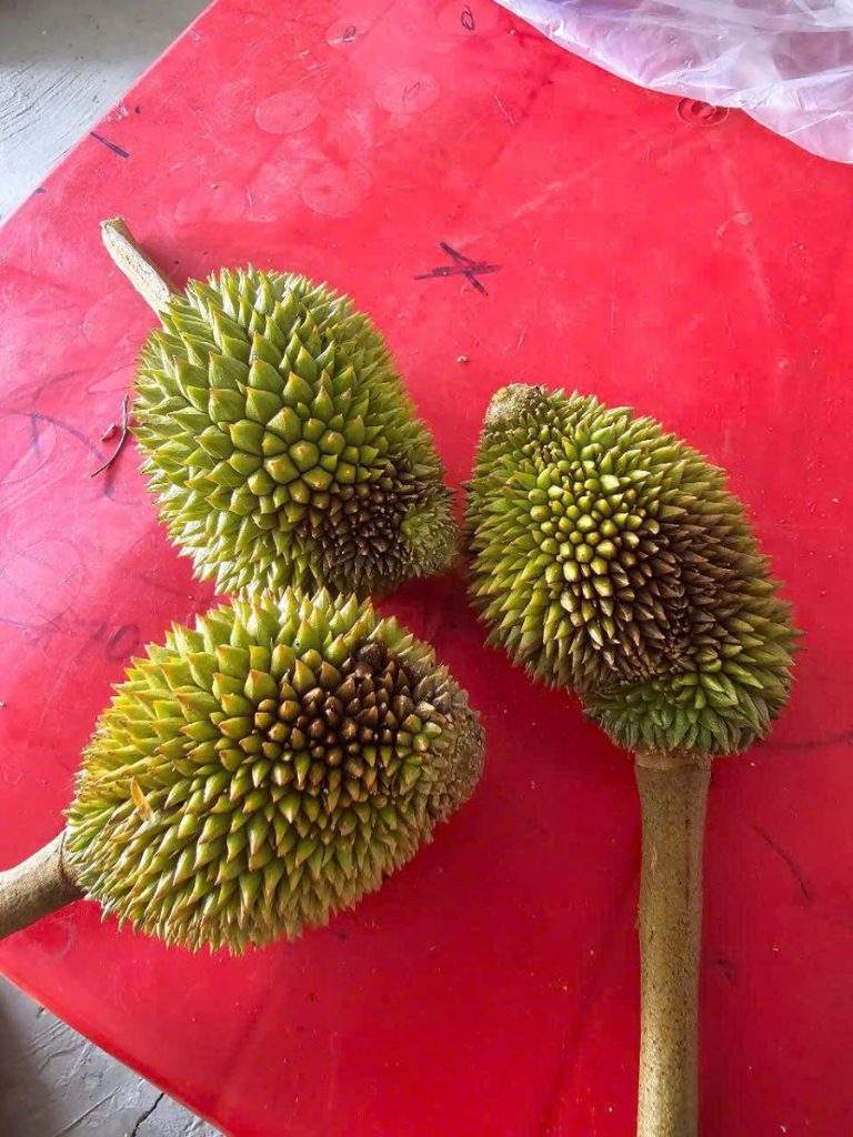 Mưa Axit pH Thấp Gây Thối Trái Sầu Riêng: Nguyên Nhân Và Cách Khắc Phục