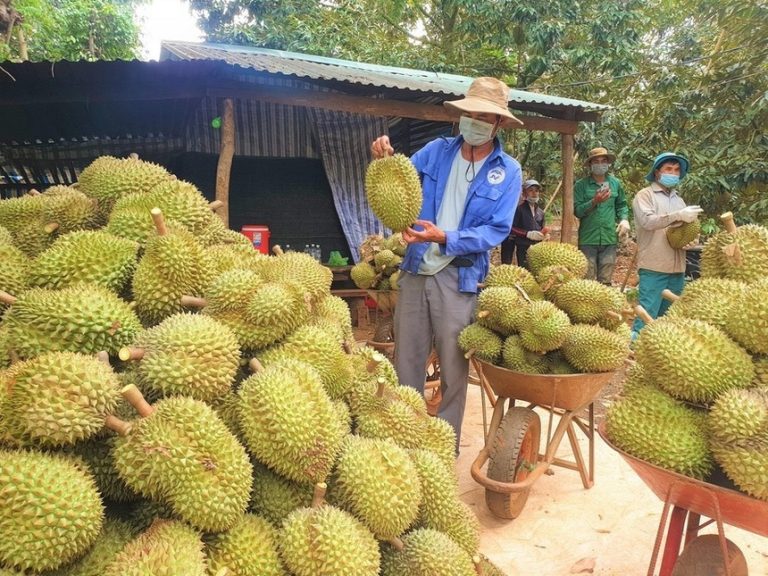 Xuất Khẩu Sầu Riêng Sang Trung Quốc Rộng Cửa, Bộ NN-MT Siết Kiểm Soát Cadimi Trong Phân Bón