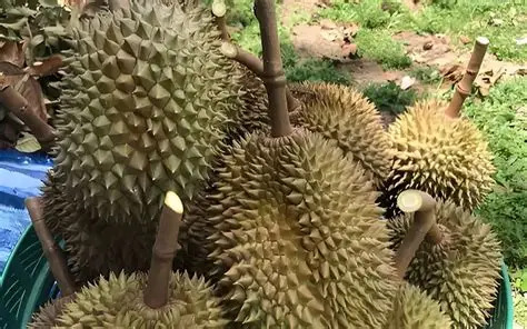 Sầu Riêng Ri6 Trái Dài Có Sao Không? Hướng Dẫn Chăm Sóc Cho Nhà Vườn Mới
