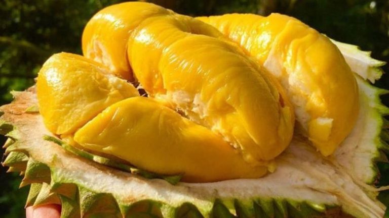 Sầu riêng Musang King: Nguồn gốc, cách nhận biết và bí quyết trồng đạt chuẩn xuất khẩu