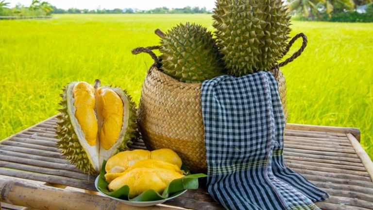 Sầu Riêng Ri6, Dona Hay Chuồng Bò: Cách Phân Biệt 3 Giống Và Bí Quyết Lên Cơm Chuẩn