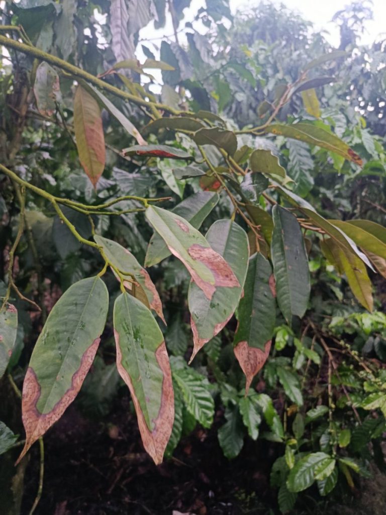 Lá Sầu Riêng Bị Đỏ Mùa Mưa: Cách Nhận Biết Và Phác Đồ Xử Lý Dứt Điểm