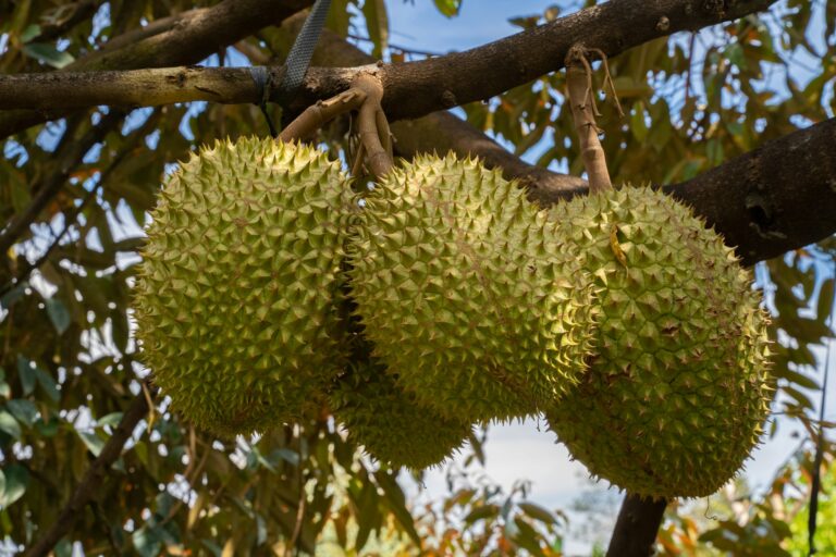 Rụng Trái Sầu Riêng: Khi 12 Năm Kinh Nghiệm Lại Hại Cả Vườn