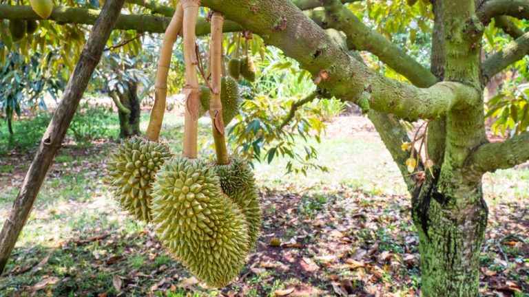 Sầu Riêng Méo Trái, Móc Câu: Cách Nhận Biết Sớm Và Xử Lý Dứt Điểm Từ Giai Đoạn Trái Non