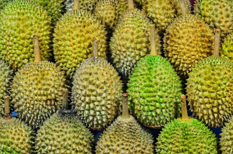 Rụng Trái Sầu Riêng Do Quản Nước: Bài Học Của Anh Hải Khi Giao Cả Vườn Cho Người Khác