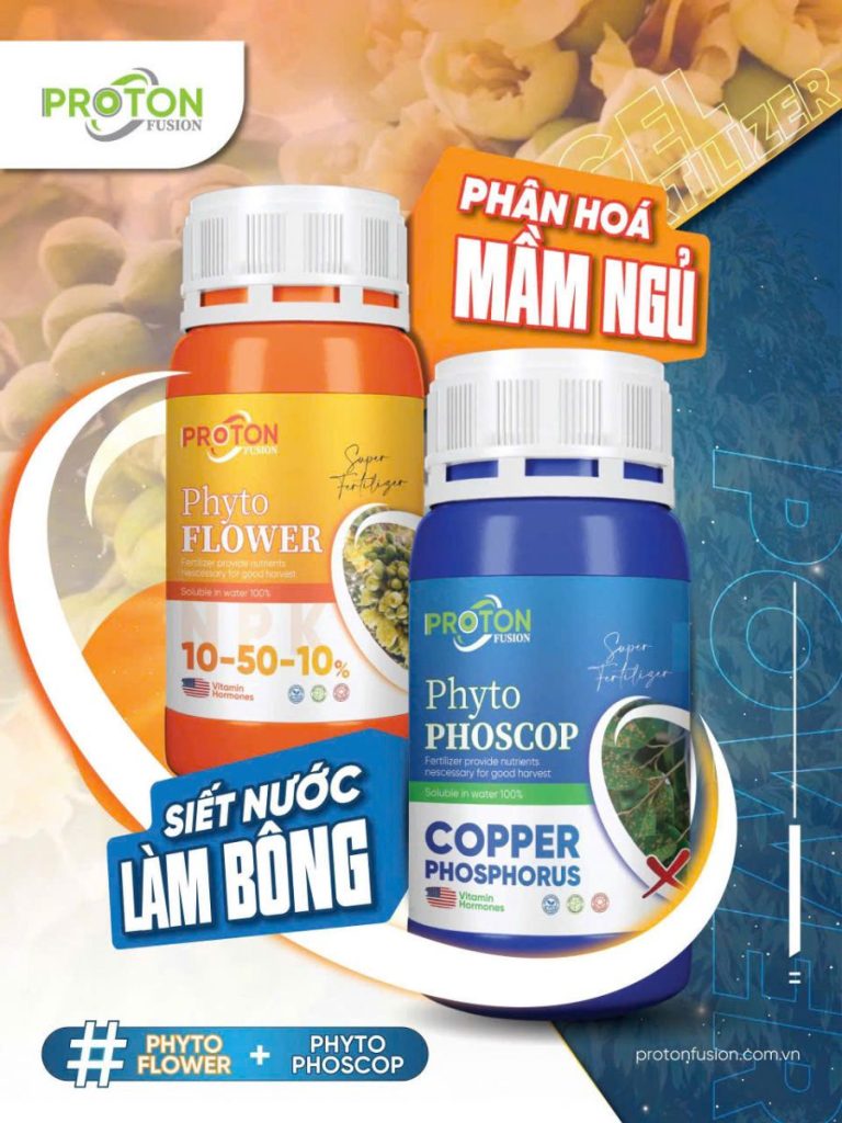 Bộ Đôi Siết Nước – Làm Bông Sầu Riêng: Phân Hóa Mầm Ngủ, Ra Hoa Đồng Loạt