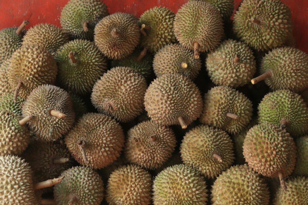 Bệnh cháy lá sầu riêng mùa mưa – nguyên nhân và phòng trừ