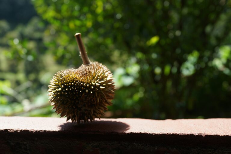 Bón Thúc Sầu Riêng Trước Ra Hoa: Đúng Thời Điểm, Đúng Liều Cho Bông Đều Trái Sai