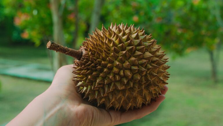 Cắt Tỉa Sầu Riêng 4 Năm Tuổi: Hướng Dẫn Chi Tiết Tăng Năng Suất Bền Vững