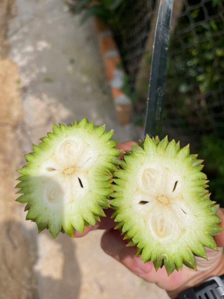 Trái sầu riêng đạt chuẩn hình dáng – gai đều, đầu tròn, thương lái xếp loại A