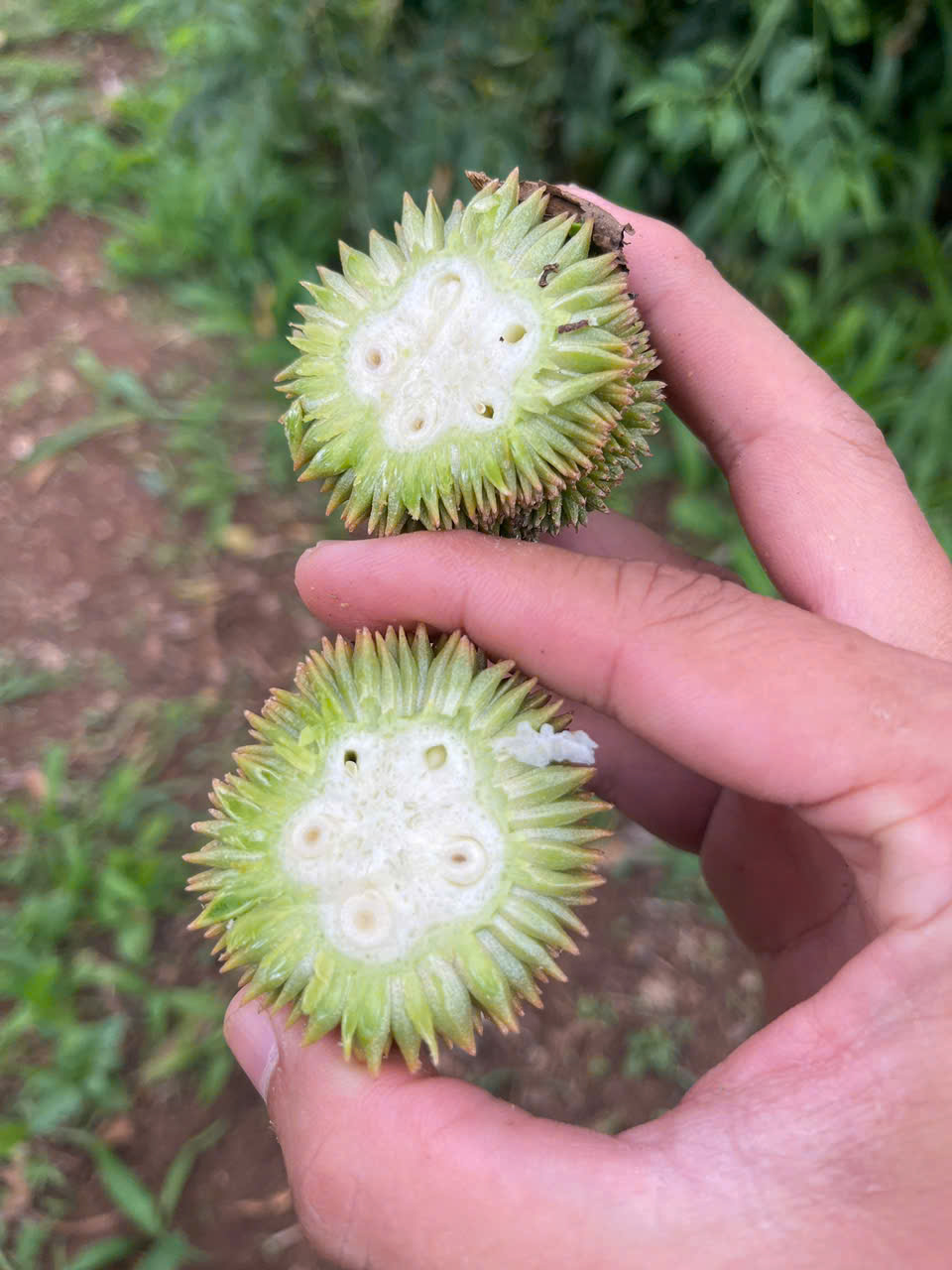 So sánh hình dáng trái sầu riêng – trái chuẩn và trái bị méo do thiếu dinh dưỡng
