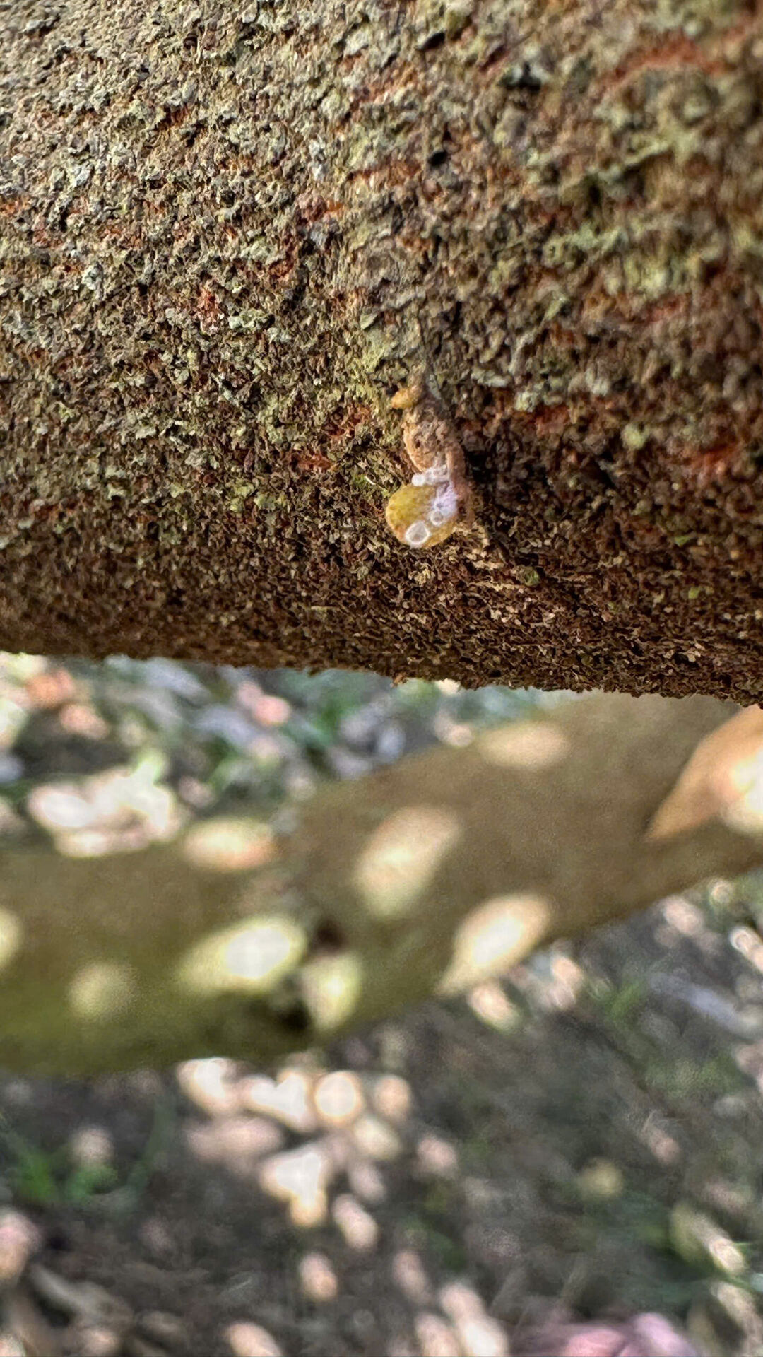 Cành sầu riêng rạng đỏ – dấu hiệu sớm của bệnh xì mủ Phytophthora