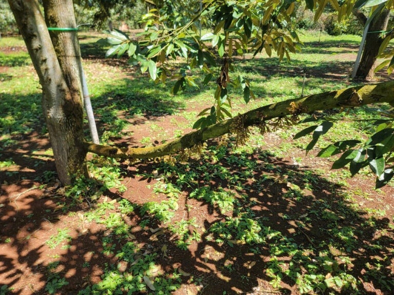 Cành sầu riêng xanh khỏe – đối chiếu với cành bị xì mủ Phytophthora