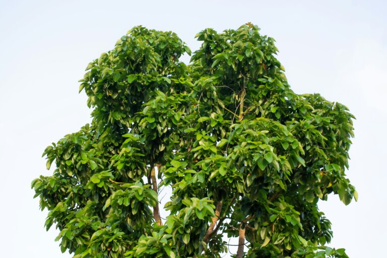 mật độ trồng sầu riêng