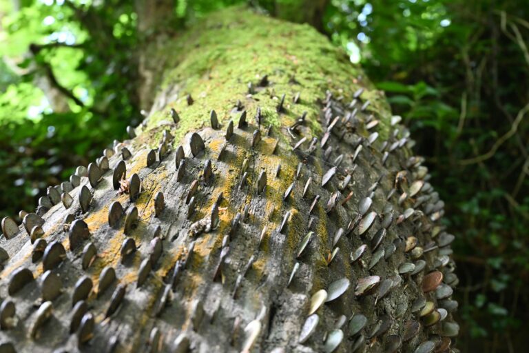 Bệnh Phytophthora trên cây sầu riêng