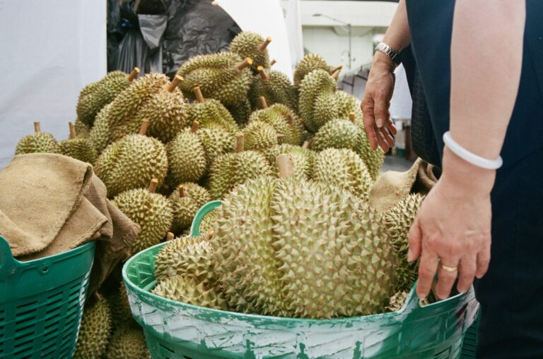 Sầu Riêng Đồng Nai: Phòng Trừ Bệnh Đặc Thù Vùng Đông Nam Bộ Hiệu Quả