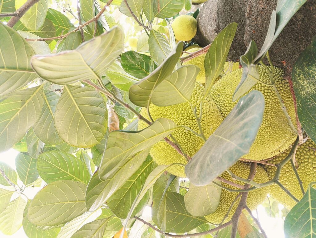 sầu riêng Tiền Giang