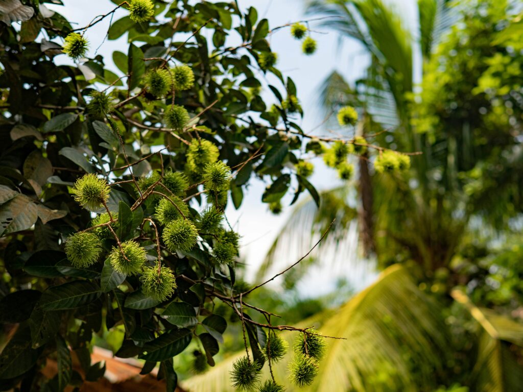 tạo tán sầu riêng